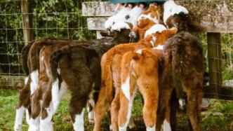 因温室气体排放过多，新西兰政府拟对农场牲畜征打嗝税