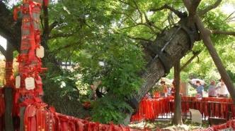 江苏“一树一档”保护城市古树名木，如迁移20年内不得再迁