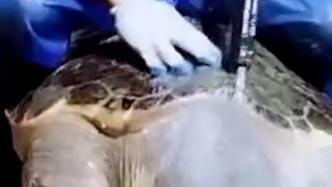 渔民误捕大海龟，帮它洗了个澡放归大海