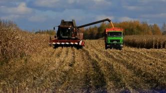 白俄罗斯今年预计收获玉米超过200万吨