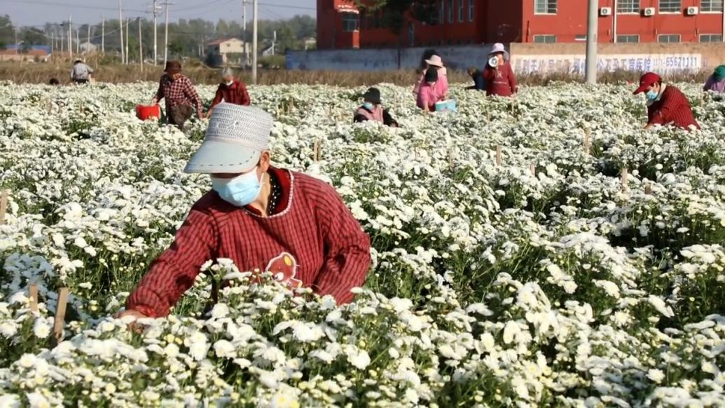 大學生返鄉創業培育菊，帶動鄉親成立農業種植合作社