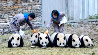 全球圈養大熊貓種群數量達到673只，十年增長近一倍