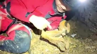 湖南120米深洞穴发现大熊猫化石