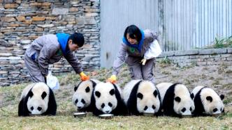 全球圈养大熊猫种群数量达到673只，十年增长近一倍