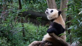 中国野生动物保护成绩单：超300种珍稀野生动植物，野外种群数量稳中有升