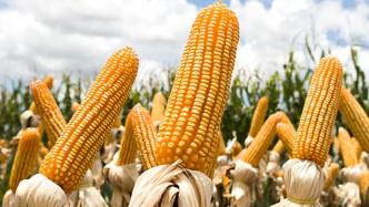 万向德农：预计前三季度净利同比增超1倍，玉米种子销量增长