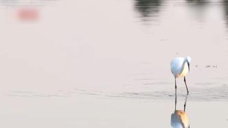白鹭在西湖上“闲庭若步”像极中国画
