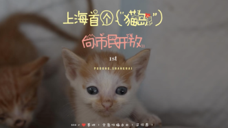 上海流浪猫管理中心成立，“猫岛”首次向市民开放