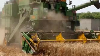 印度政府提高小麦最低收购价