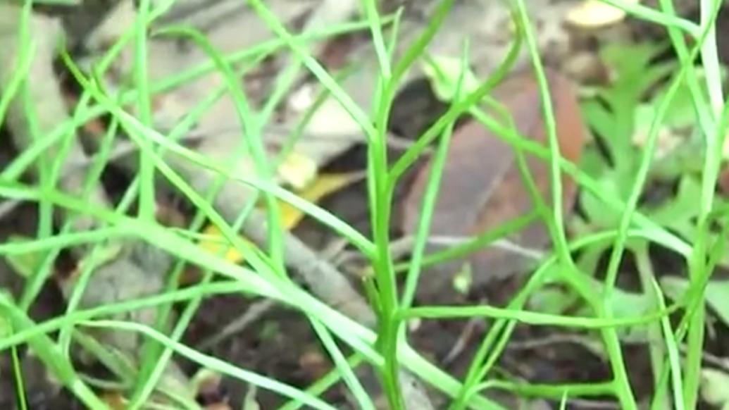 苏州太湖边发现珍稀濒危植物水蕨