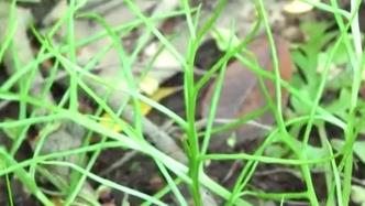 苏州太湖边发现珍稀濒危植物水蕨