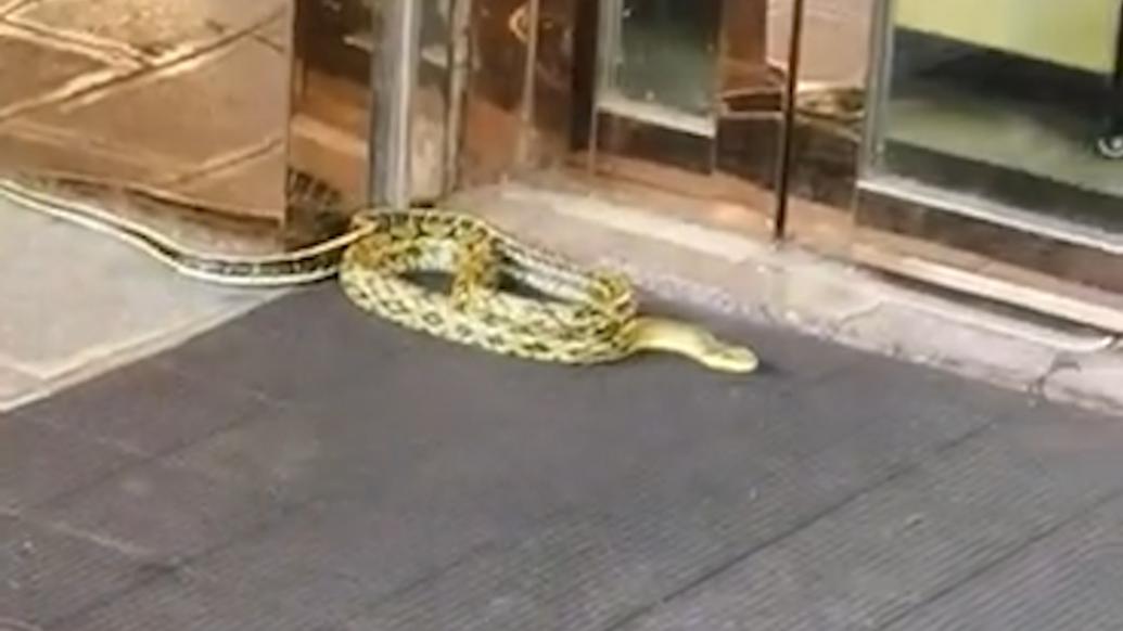 黃花紋蛇人行道游走從金店爬到眼鏡店,店方將門緊閉防蛇進