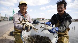 首批上海浦东大闸蟹开捕，未受咸潮影响今年口感更佳