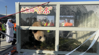 中东首对！两只中国大熊猫抵达卡塔尔首都多哈
