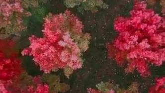 西安雁南公园的枫叶红了，网友：城市涂上了口红