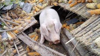 泸定地震“猪坚强”被埋45天获救，主人：愿出售但不能杀它