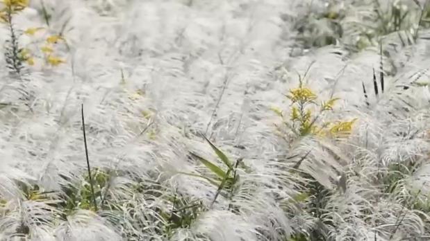 钱塘江边芦花随风摇曳似飞雪