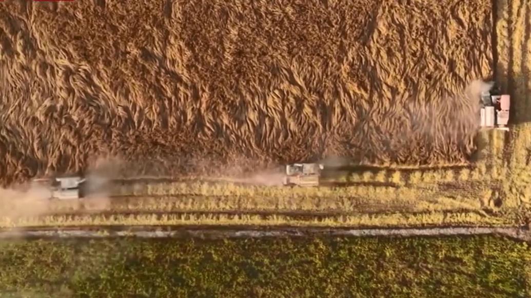 新疆八千余亩水稻开启机械化采收
