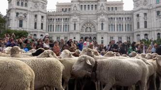 羊群招摇过市，西班牙马德里迎来一年一度“移牧节”