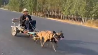 狗狗拉着大爷封闭路段“兜风”，拍摄者：像圣诞老人换了坐骑