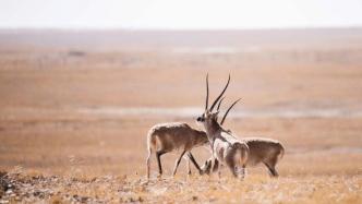 研究：藏羚羊每年赶到可可西里地区产仔，或为避免寄生虫感染