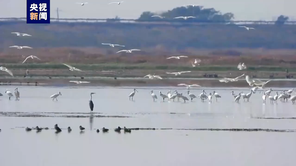 白枕鹤、灰鹤、白琵鹭等珍稀越冬候鸟飞抵鄱阳湖_@所有人_澎湃新闻-The Paper