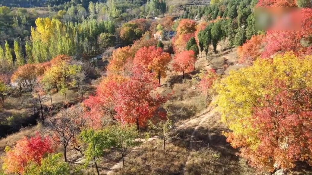 瞰见｜河北唐县：秋叶如霞，散落山峦