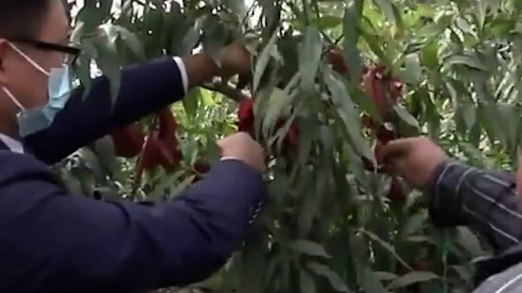 “90后”青年种植百亩果园成“创业之星”