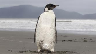 帝企鹅被美国列为“受威胁”物种，面临灭绝风险