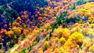 延安石峡峪林场秋景如画，黄土高原像被打翻了颜料盘