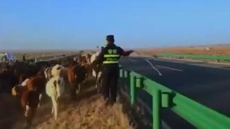 牛群转场时误入高速，民警一路护送回家