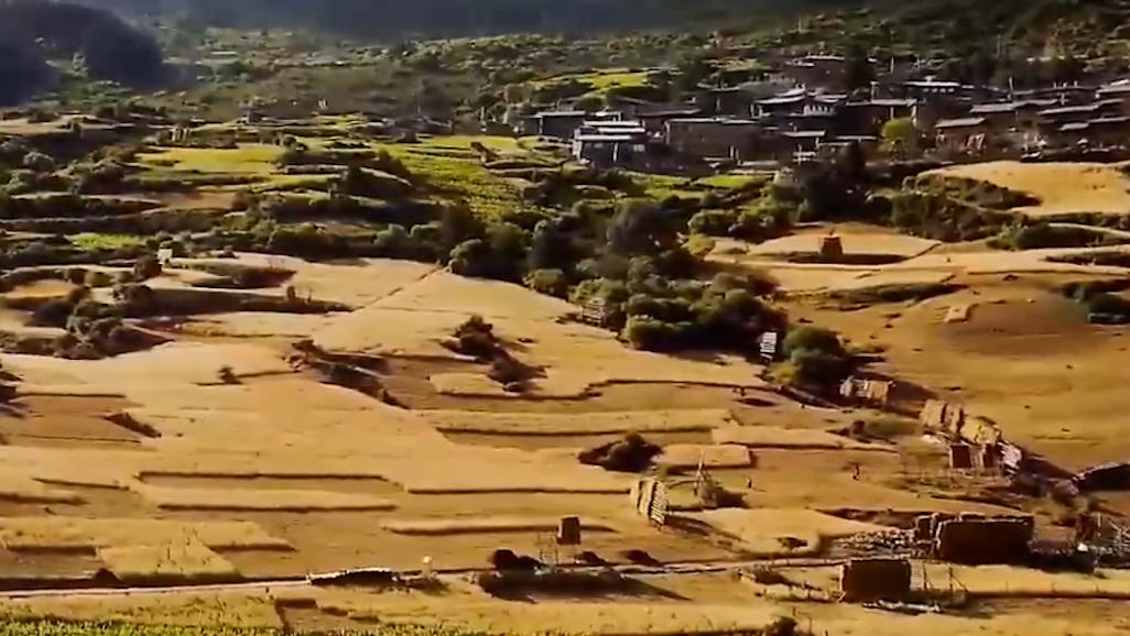 甘肃甘南:高原青稞迎丰收