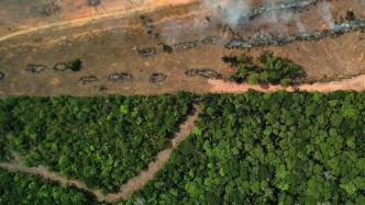 谁能拯救亚马逊雨林：巴西大选与环境治理的未来