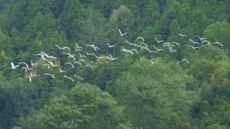 云南大龙树湿地公园迎来了一大群白鹭鸶