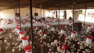 印度南部暴发禽流感疫情，当局下令扑杀2万多只禽类