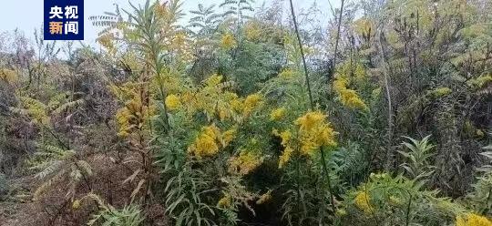陕西商洛首次发现“加拿大一枝黄花”,计划统一挖除并焚烧