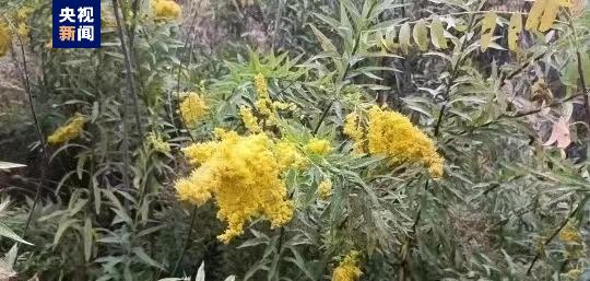 陕西商洛首次发现“加拿大一枝黄花”,计划统一挖除并焚烧