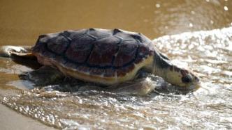 治疗10个月后，马耳他一只5岁海龟重回大海