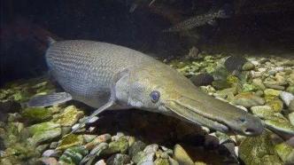 内蒙古乌海在黄河水域中发现76厘米鳄雀鳝，系当地首次发现
