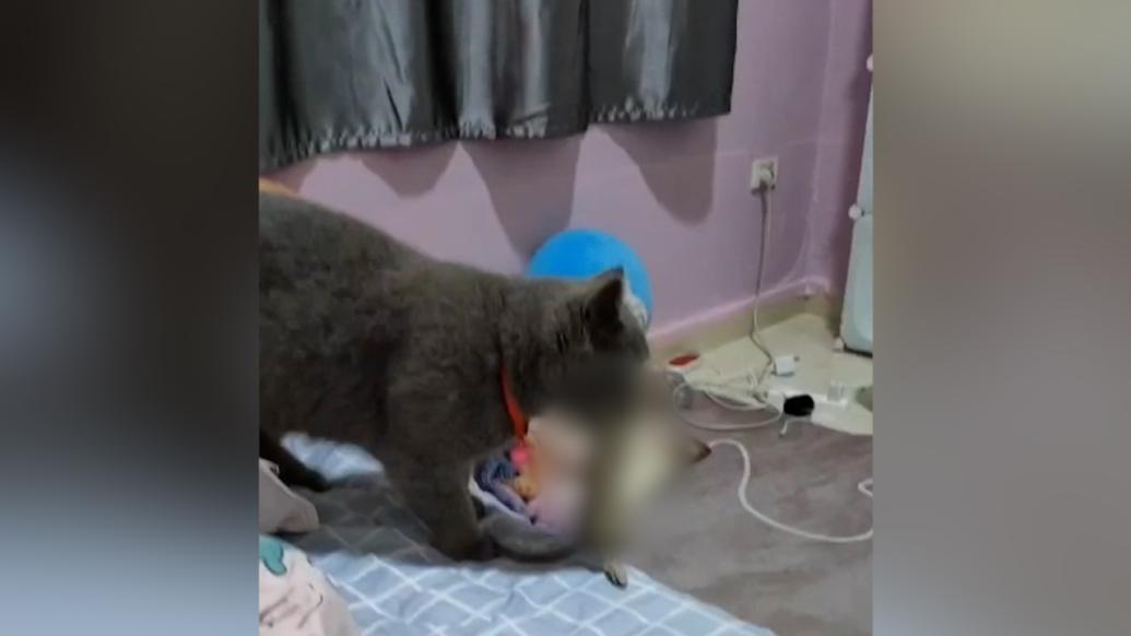 猫抓到老鼠后跳上床送主人，主人：它是散养的，常抓东西回去