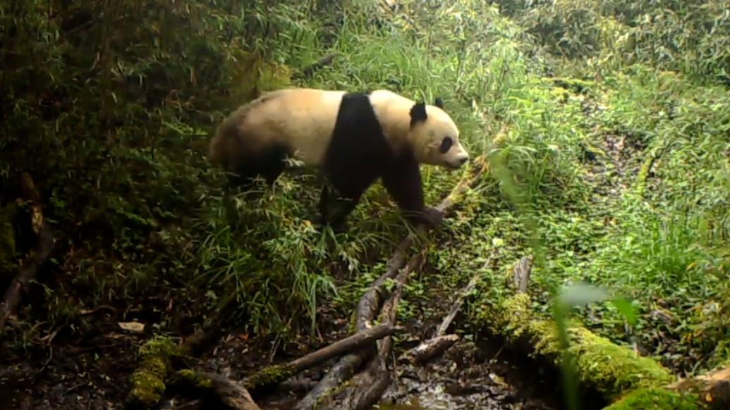 红外相机记录大熊猫国家公园的“动物聚会”
