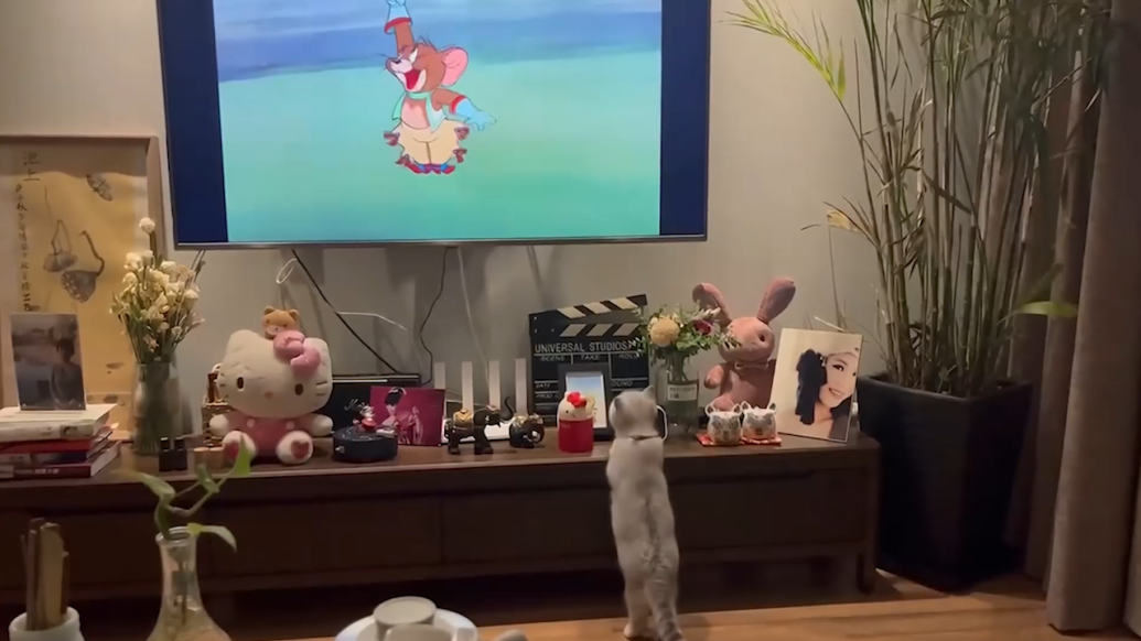 猫咪看《猫和老鼠》靠近屏幕，主人：它好像要去给汤姆猫帮忙
