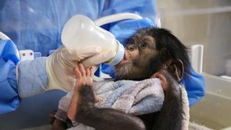 上海野生动物园人工育幼的黑猩猩两个月了，每天吃了睡睡醒吃