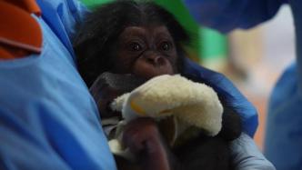 萌化了！上海野生动物园首次人工育幼黑猩猩幼崽今天满两个月