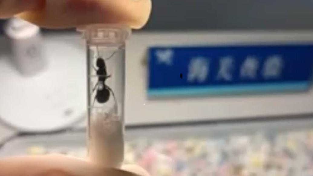 苏州海关查获1533只活体蚂蚁