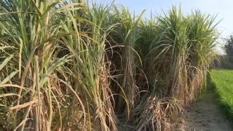 印度宣布将食糖出口限制延长一年，以确保国内市场供应
