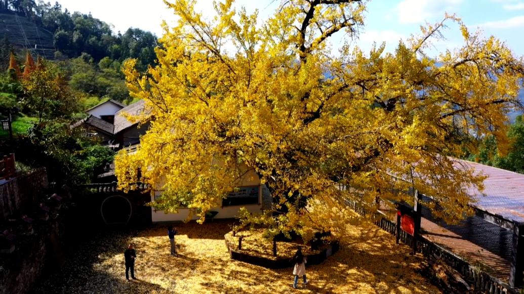 湖北襄阳一棵千年银杏树变黄，落叶铺就“金地毯”