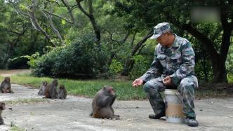 守岛三十年，他照顾的300只猕猴繁育至1300多只