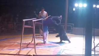 表演时黑熊扑向驯养员遭棍打，马戏团来自“马戏之乡”宿州