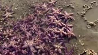 青岛市民在一处海滩发现大量海星：无处下脚
